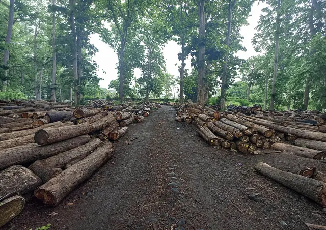 Tumpukan log jati di bawah pepohonan